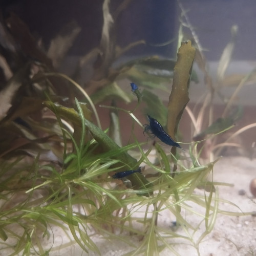 Vend crevettes neocaridina blue dream/velvet