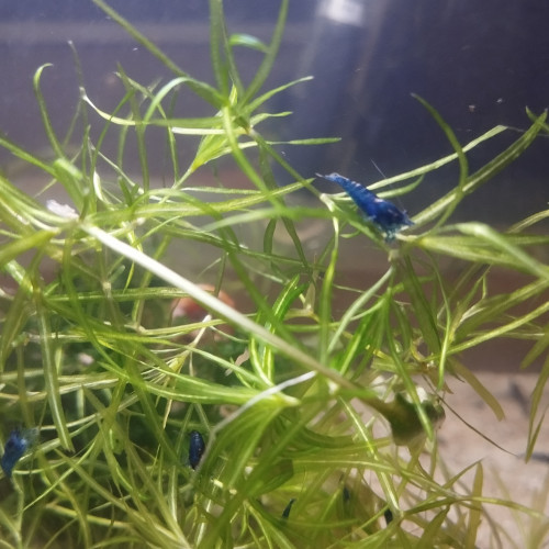 Vend crevettes neocaridina blue dream/velvet