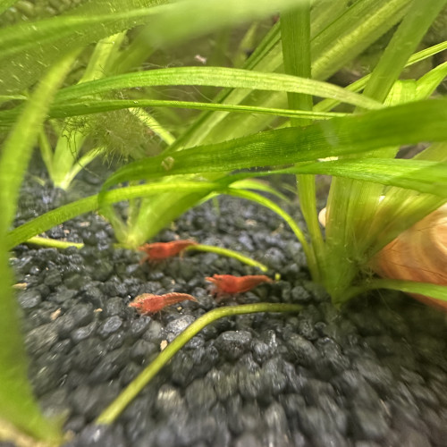 Red cherry neocardina