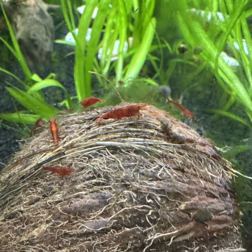 Red cherry neocardina