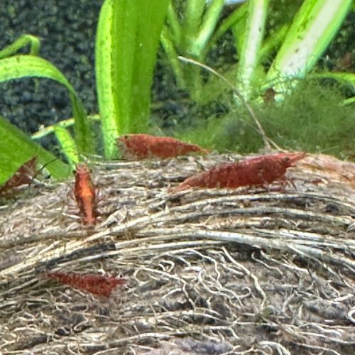 Red cherry neocardina