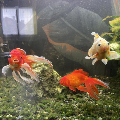 Don de poissons japonais