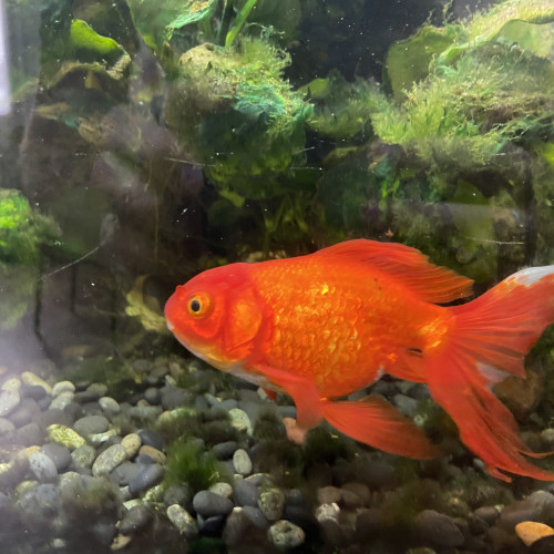 Don de poissons japonais