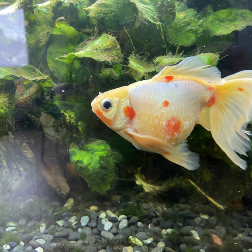 Don de poissons japonais