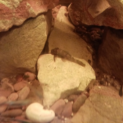 Vide aquarium