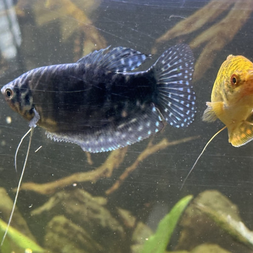 2 Gouramis