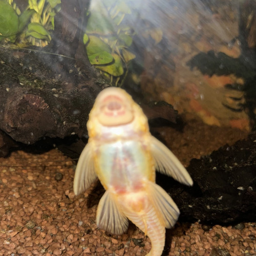 Ancistrus gold femelle