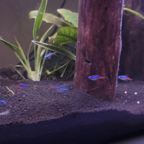 Lot 10 néons bleu