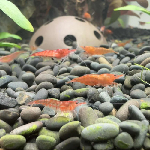 Crevettes red cherry