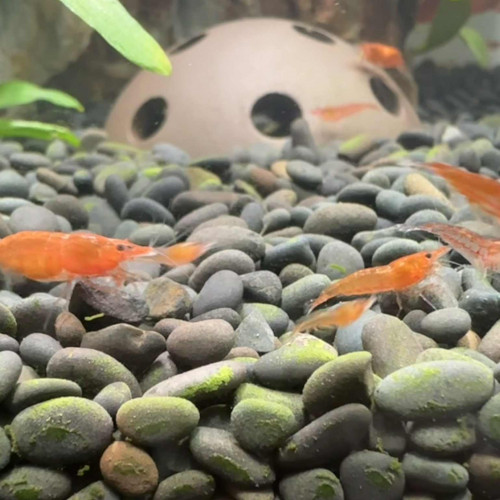 Crevettes red cherry