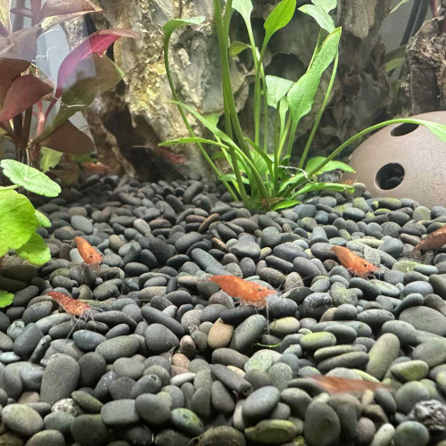 Crevettes red cherry