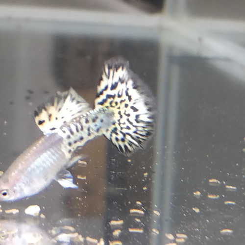 Guppy sélection léopard halfmoon
