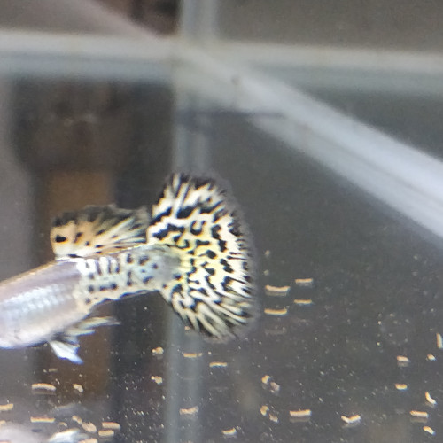 Guppy sélection léopard halfmoon