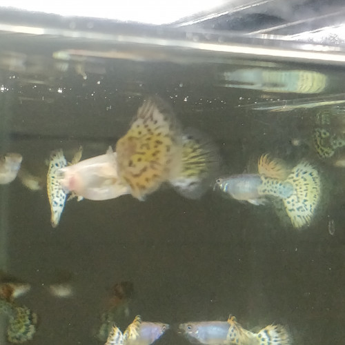 Guppy sélection léopard halfmoon