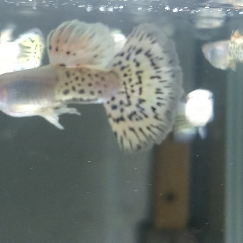 Guppy sélection léopard halfmoon