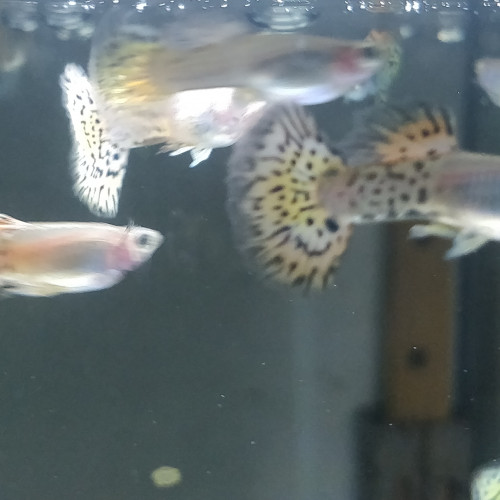 Guppy sélection léopard halfmoon