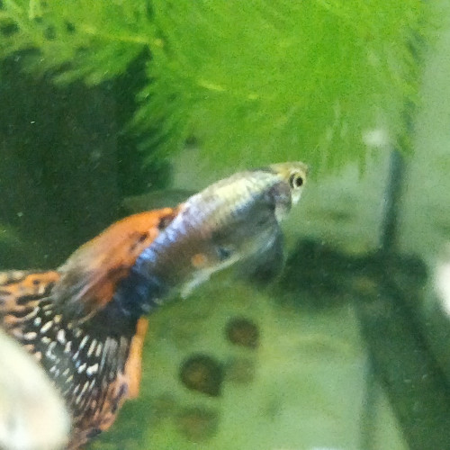 Guppy sélection dumbo red mosaic