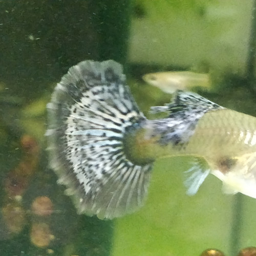 Guppy sélection dumbo red mosaic