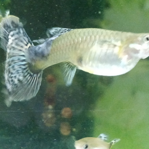 Guppy sélection dumbo red mosaic