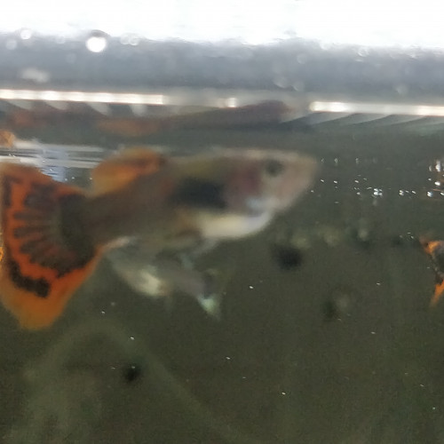 Guppy sélection dumbo red mosaic