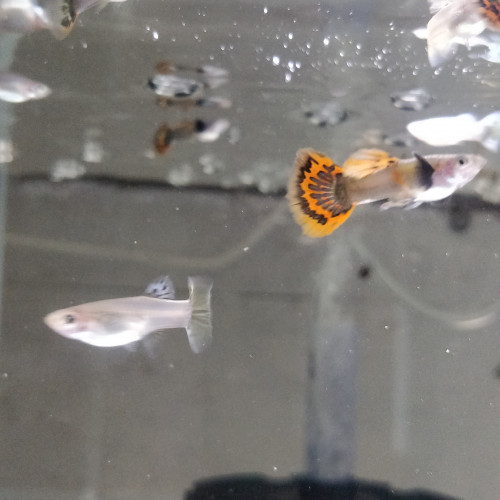 Guppy sélection dumbo red mosaic