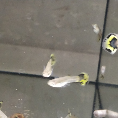 Guppy sélection yellow king tiger