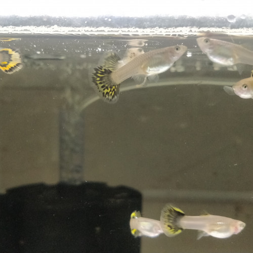 Guppy sélection yellow king tiger