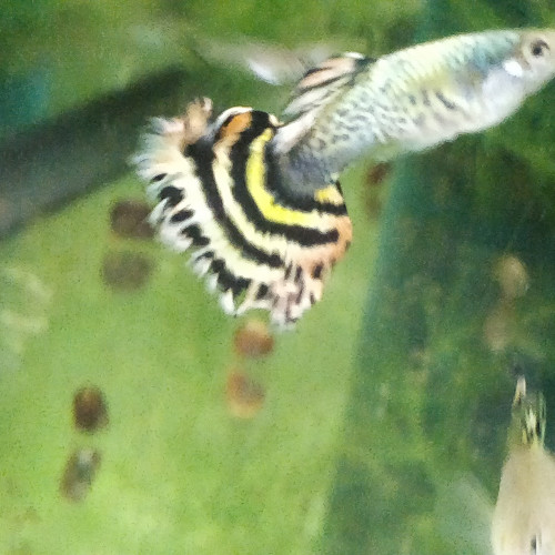 Guppy sélection yellow king tiger
