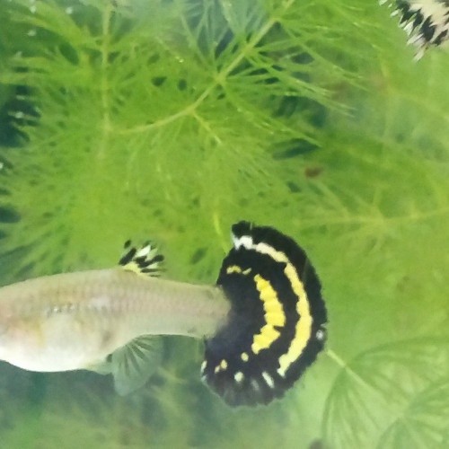 Guppy sélection yellow king tiger