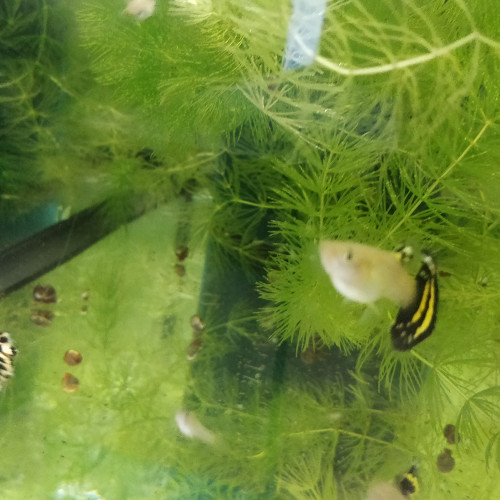 Guppy sélection yellow king tiger