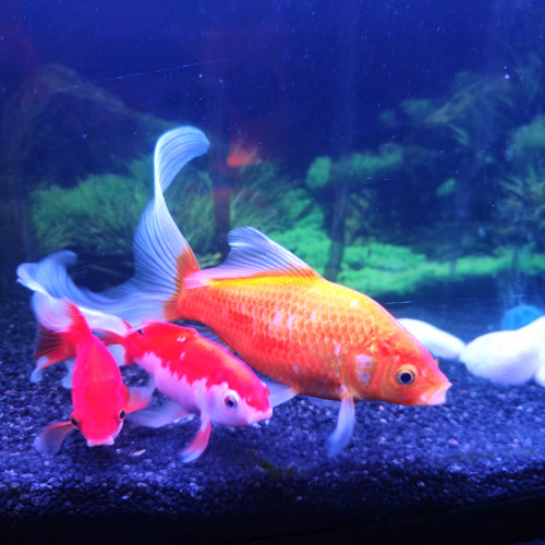 Poissons rouges x3 (jaune, voile, rouge et blanc)