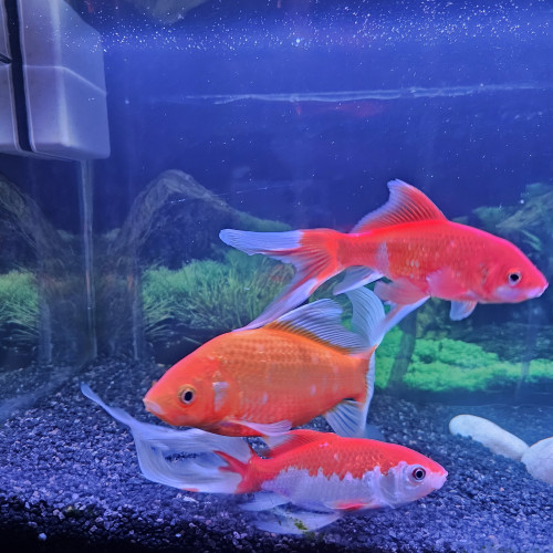 Poissons rouges x3 (jaune, voile, rouge et blanc)