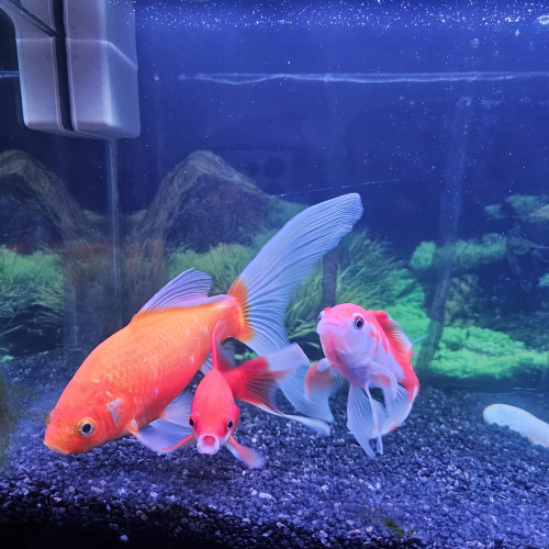 Poissons rouges x3 (jaune, voile, rouge et blanc)
