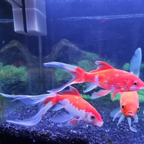 Poissons rouges x3 (jaune, voile, rouge et blanc)