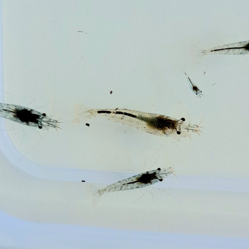 Crevettes néocaridinas