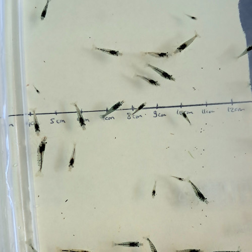 Crevettes néocaridinas