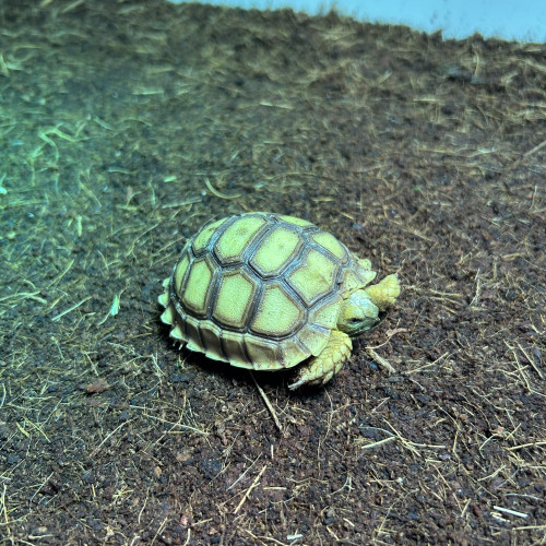 Une Sulcata