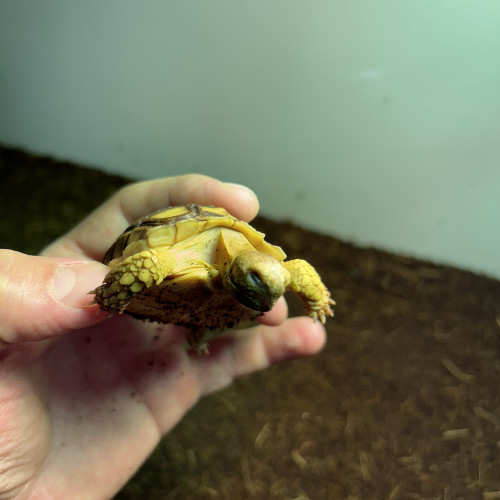 Une Sulcata