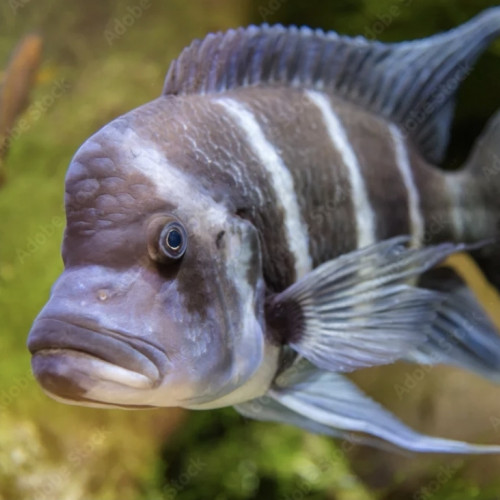Cyphotilapia