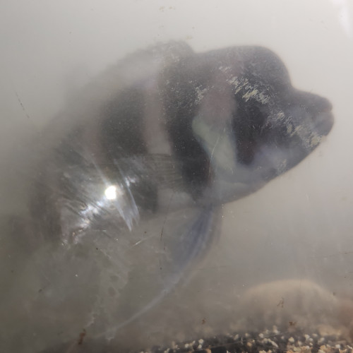 Cyphotilapia