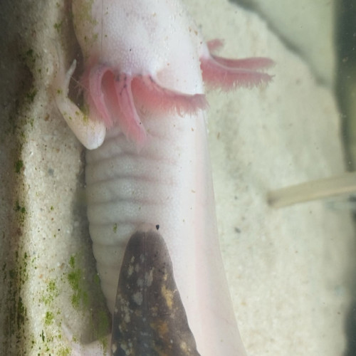 Je vend mes trois axolotls