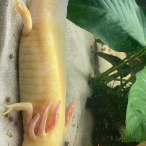 Je vend mes trois axolotls