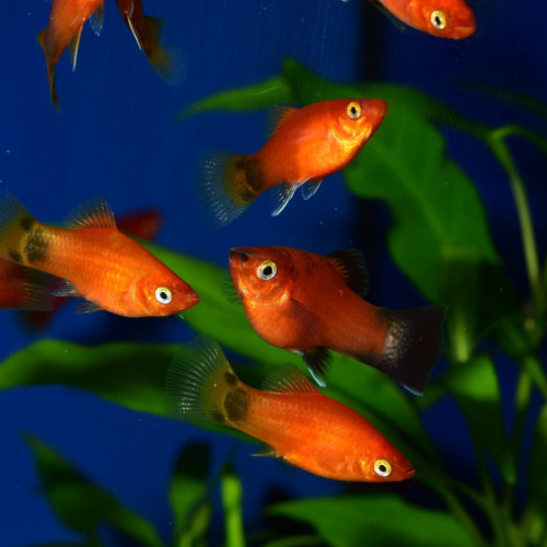 Donne Platys