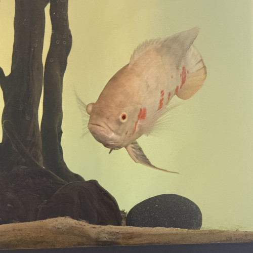 Oscar albinos