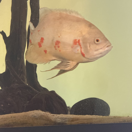 Oscar albinos
