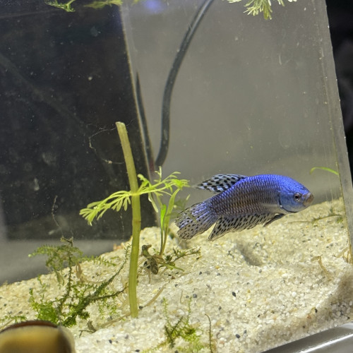 Betta Alien Male