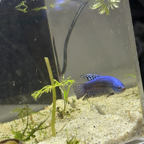 Betta Alien Male