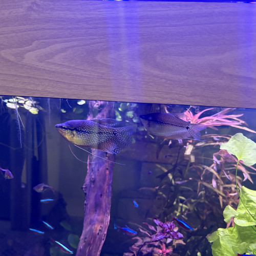 Couple Gourami