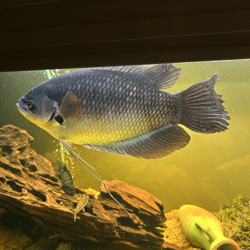 Gourami Géant