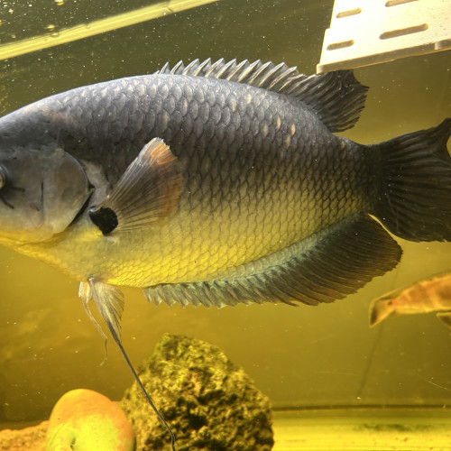 Gourami Géant